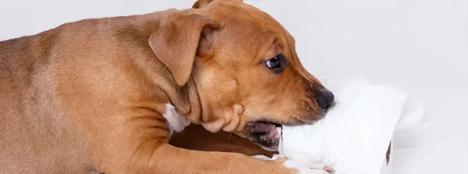 Puppy Toilet Training: Top Vet Tips a puppy receiving advice on house training