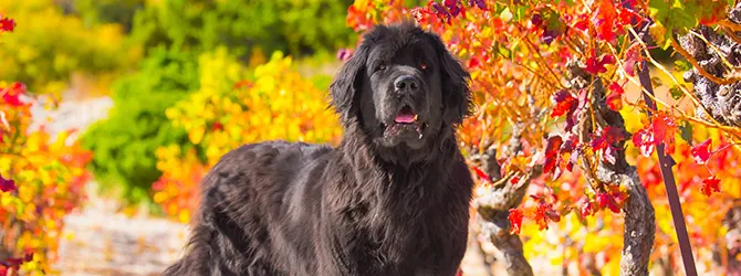 Newfoundland | Owner's Guide newfoundland beside autumn leaves