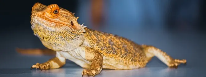 Reptile Vet Near Me Image of a bearded dragon for article on reptile vet near me