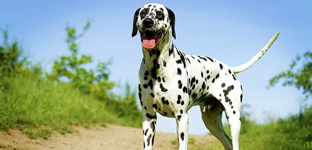 dalmatian wagging tail with blue sky behind it dalmatian wagging tail with blue sky behind it
