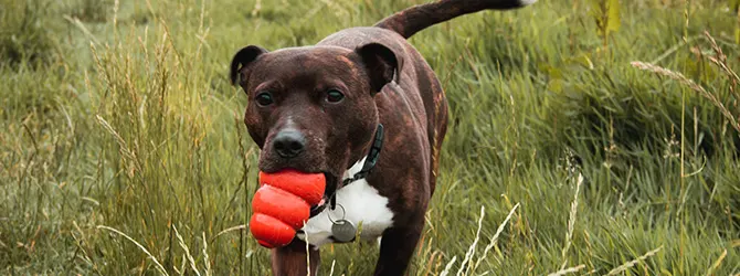 Staffordshire Bull Terrier | Owner's Guide brown staffy sitting down against natural backdrop