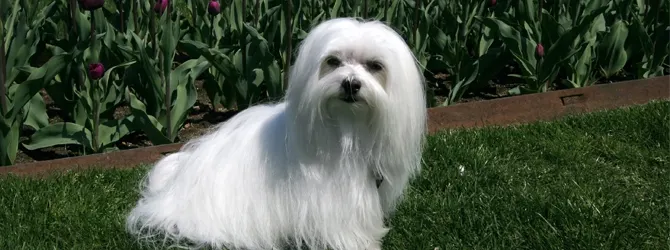 My Family Vets - Maltese Breed Guide From Qualified Vets white Maltese dog with long hair