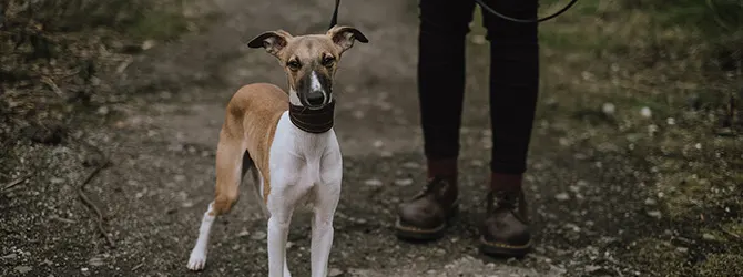 Whippet | Owner's Guide brindle and white whippet in field