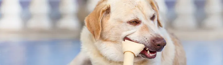 Is Rawhide Bad For Dogs golden retriever chewing rawhide bone