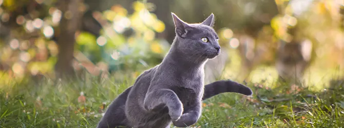 Flea Protection Facts and Tips for Cat and Dog Owners Shocking facts about fleas