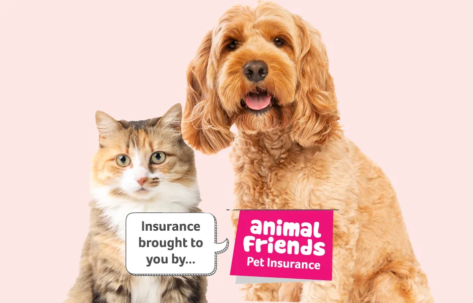 Animal friends cat/dog tabby cat and beige dog on pink background