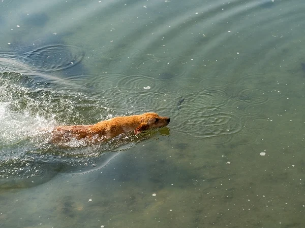 blue-green algae dogs symptoms blue-green algae dogs symptoms