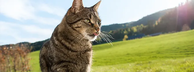 12 things cat owners should never do in the summer image of cat for article on cats in summer