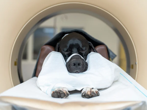 dog in MRI machine for article on arthritis in dogs dog in MRI machine for article on arthritis in dogs