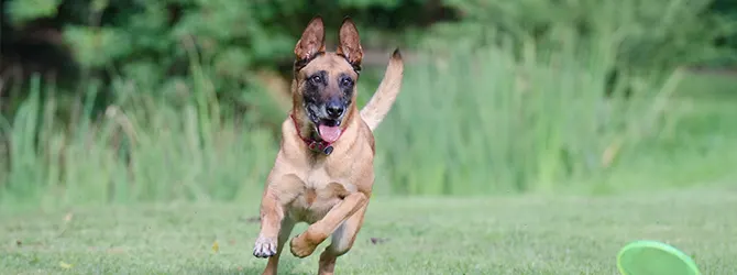 Belgian Malinois | Owner's Guide belgian malinois jumping over water