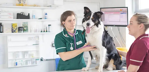 Healthy collie dog being weighed on the dog weight scales during vet consult Healthy collie dog being weighed on the dog weight scales during vet consult