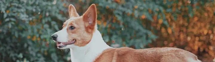 Corgi Guide - Complete Owners Breed Guide sandy and white corgi