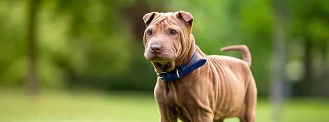 Shar Pei | Owner's Guide shar pei infront of trees