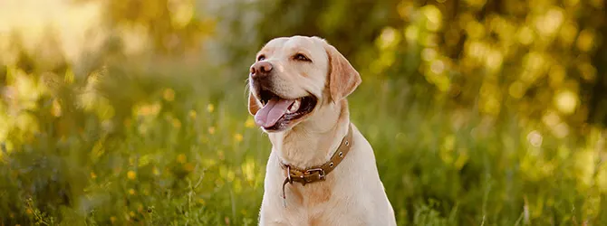 Labrador | Owner's Guide three labradors standing side by side against autumn background
