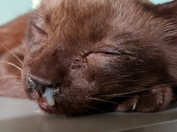 cat showing feline influenza symptoms cat showing feline influenza symptoms