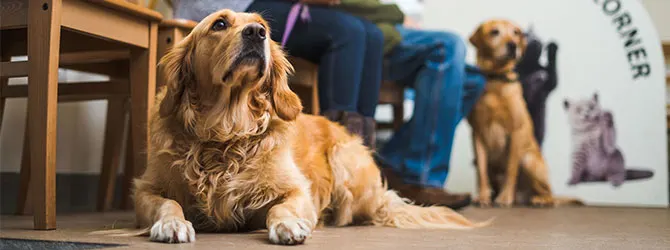 Treating Dog Fleas: Effective Methods A dog sitting on the floor in waiting for a vet appointment