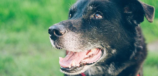 Image of elderly dog for article on dementia in dogs UK Image of elderly dog for article on dementia in dogs UK