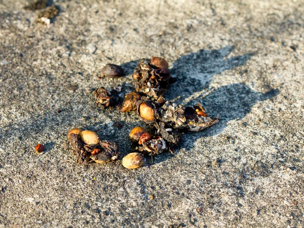 fox poo for article on why do dogs roll in fox poo fox poo for article on why do dogs roll in fox poo