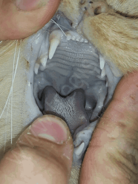 Image of blue gums in a cat which is a symptom of paracetamol poisoning in cats Image of blue gums in a cat which is a symptom of paracetamol poisoning in cats