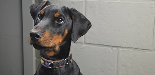 puppy dobermann looking at camera puppy dobermann looking at camera