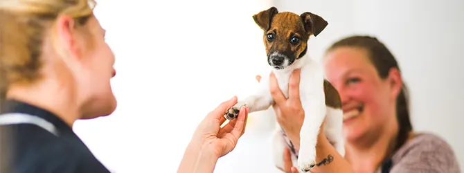 Bacterial Infections in Dogs Bacterial infections in dogs