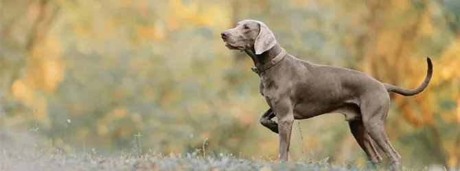Weimaraner Guide - Complete Breed Guide grey weimaraner in an autumnal scene
