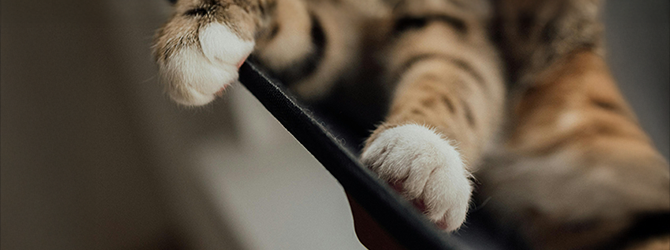 Close-up photo of cat paws with claws retracted Image of cat paws up-close for an article on unhealthy cat claws.