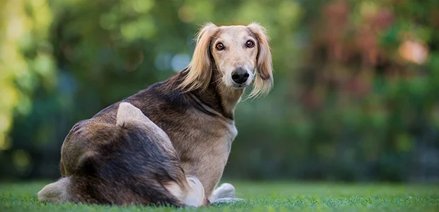 saluki sitting down with back to camera saluki sitting down with back to camera
