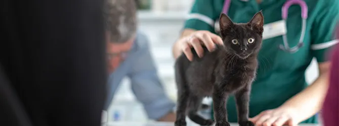 Lymphoma in cats | First signs and symptoms image of cat at vets for article on lymphoma in cats