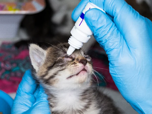 cat conjunctivitis eye drops cat conjunctivitis eye drops
