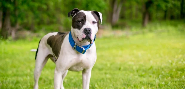 black and white american bulldog wearing a collar black and white american bulldog wearing a collar