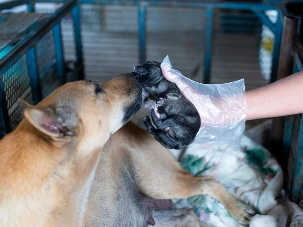 Puppy being held by vet near mother in a kennel for article on Brucella canis Puppy being held by vet near mother in a kennel for article on Brucella canis