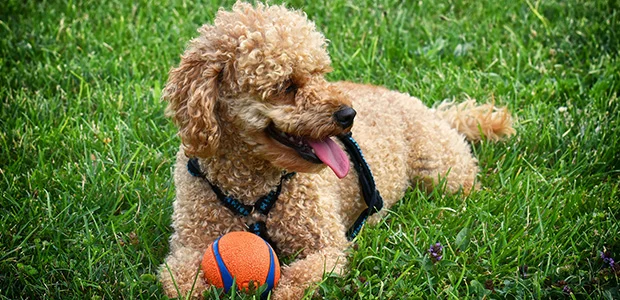 poodle lying on grass with tongue out and orange ball poodle lying on grass with tongue out and orange ball