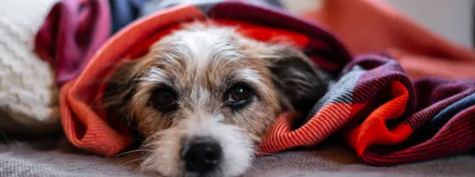 Can Dogs Take Paracetamol? Understanding the Risks Small dog wrapped in blanket on couch