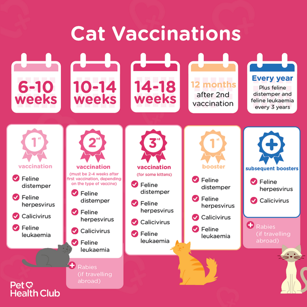 Image showing kitten vaccination schedule Cat vaccination infographic