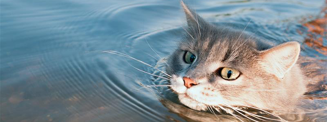 Cat swimming Can cats swim? This one certainly can. This is a photo of a swimming cat, proving that not all cats hate water.