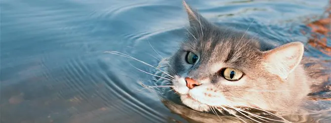 Cat swimming Can cats swim? This one certainly can. This is a photo of a swimming cat, proving that not all cats hate water.