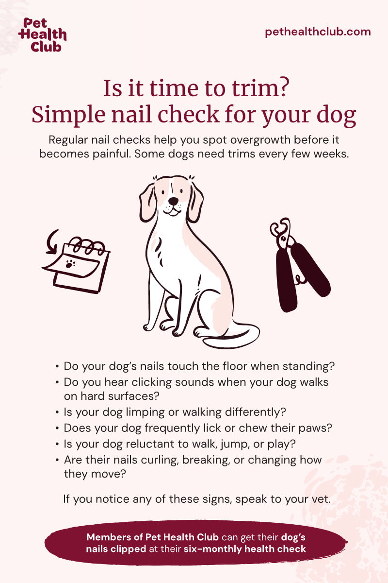 Pet Health Club infographic on whether it's time to trim your dog's nails Infographic listing the signs which you might spot if your dog has unhealthy nails and needs to get them trimmed.