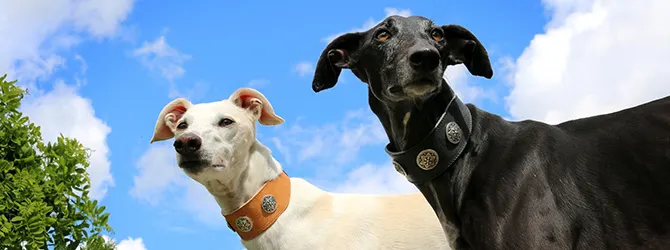 Greyhound | Owner's Guide grey greyhound running across field