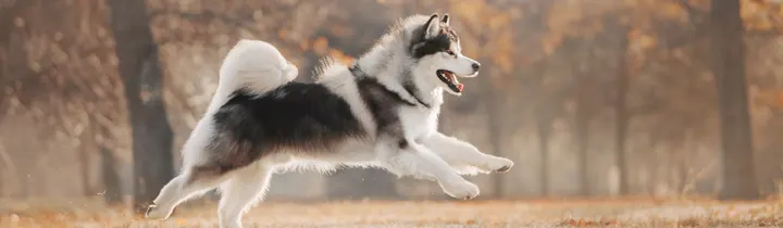 Alaskan Malamute Guide - Breed Information alaskan malamute running in the woods