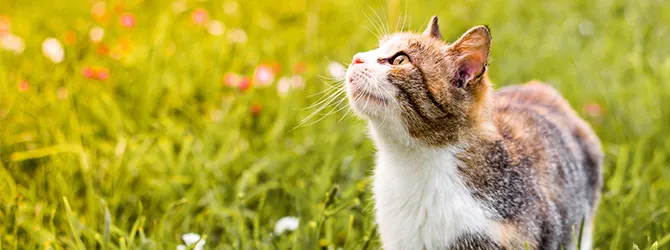 How to Keep Cats Cool in Summer | 11 Top Tips A cat outdoors on a hot summer day