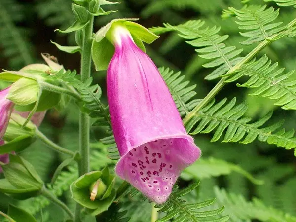 foxglove.jpg Photo of a foxglove plant