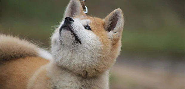 akita-body-1.jpg Akita dog looking up