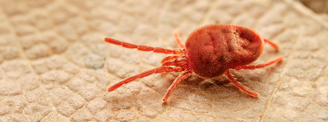 Photo of a harvest mite Harvest mites on dogs are nasty, itchy pests. This is a photo of one very close-up — usually they are so small you can barely see them.