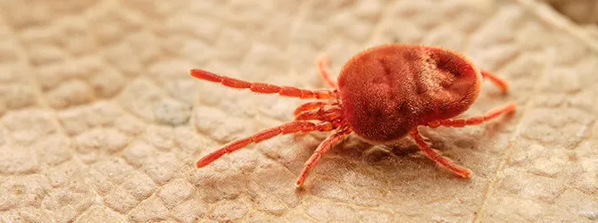 Photo of a harvest mite Harvest mites on dogs are nasty, itchy pests. This is a photo of one very close-up — usually they are so small you can barely see them.