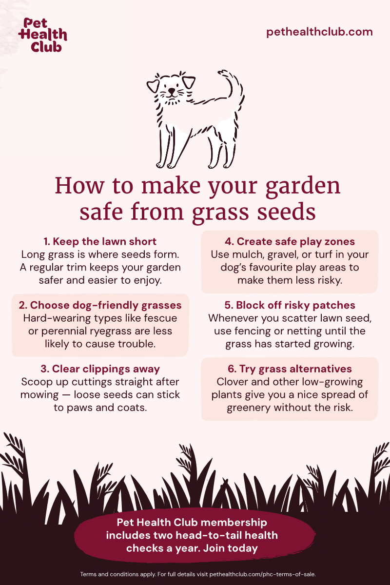 Pet Health Club infographic on keeping your garden safe from grass-seeds An infographic on keeping your garden safe from grass seed: dog owners should be aware of the danger these seeds can pose.