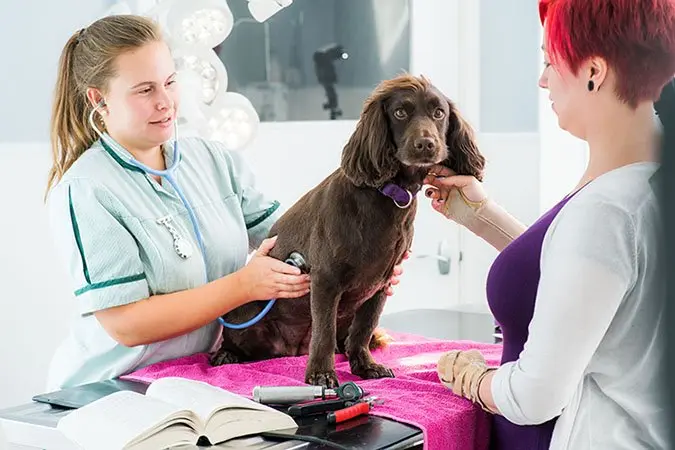 Vet discussing the cost of veterinary treatment with owner Vet discussing the cost of veterinary treatment with owner