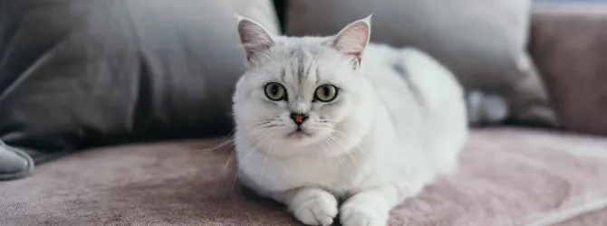 Cat Pancytopenia - What You Need To Know white cat on sofa