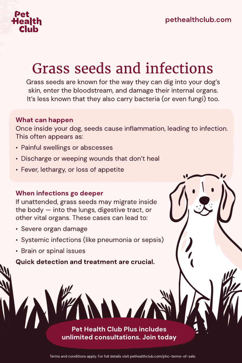 Pet Health Club infographic on the link between grass seeds and infections Infographic on how grass seeds can lead to infections in dogs (both bacterial and fungal), and why it's so important to get vet treatment.