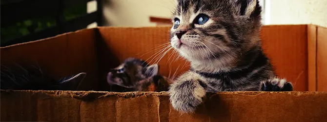 Curious kitten looking out from inside a box Photo of a young kitten peeking out over the top of a cardboard box. The photo is being used on a new kitten checklist article — maybe the checklist items are inside the box.